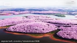 شکوفه های گیلاس خیره کننده بهاری در چین