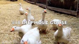 TOP20 Most beautiful geese and ducks  20 different breeds of domestic goose duck and swan goose