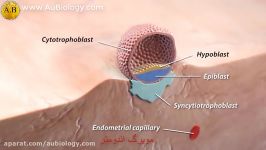 تغذیه جنین  آموزش توسط حسین زرین زیست یازدهم