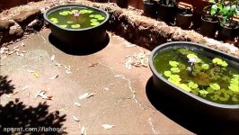 Tub Setups for Raising Guppies from Basic Water Lily Tubs to Integrated Garden