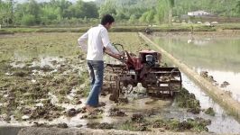 کشت برنج ارگانیک توسط شرکت تعاونی گل باغ سی