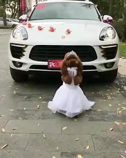 ترانه خوشگل رقص سگ عروس شده عیدی عیدالزهرا آپارات
