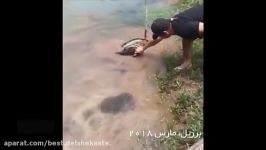 نجات سگ مار بوای آبی
