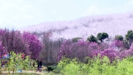 چین  بهار  شکوفه های گیلاس سایر درختان