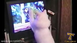 YOU SHALL NOT PASS WITHOUT LAUGH  The best CAT videos