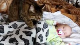 Cat Playing with Baby  Best of Cute Cats Love Babies Compilation