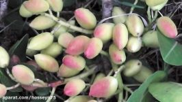 پرورش درختان پسته Growing Pistachio Nut Trees