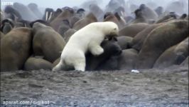 تلاش خرس قطبی برای شکار شیر دریایی