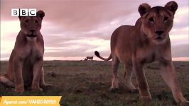جنگ نبرد عجیب بین کفتار شیرها