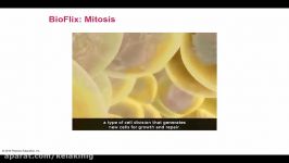 Mitosis BioFlix